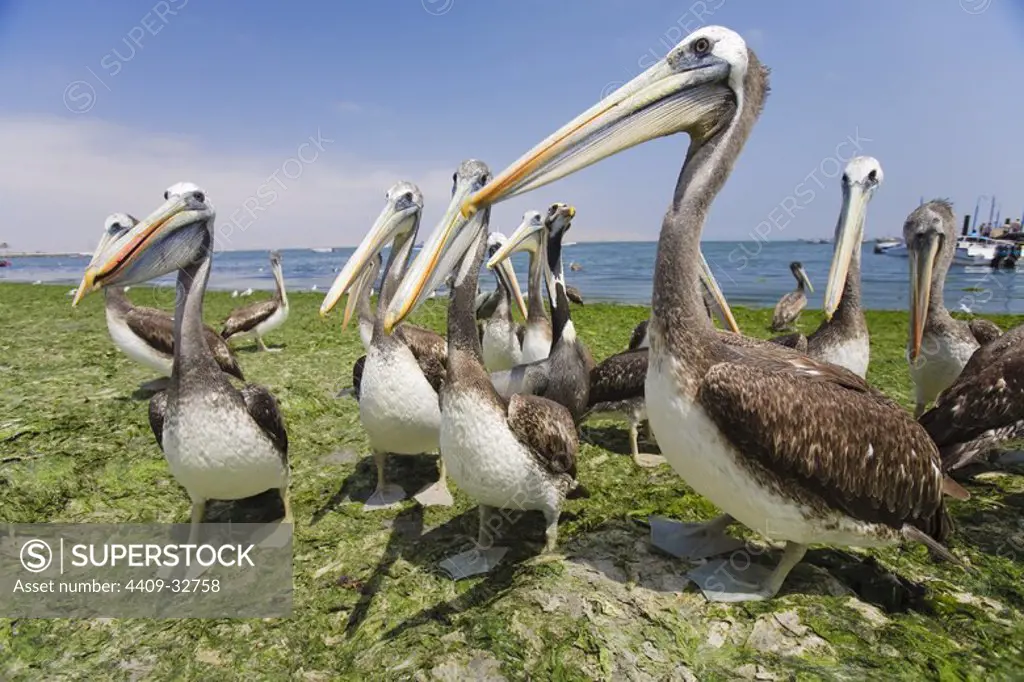 Brown Pelican (Pelecanus occidentalis ssp. thagus). Paracas National Park. Ica Departament. Peru.