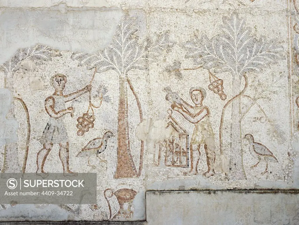 Roman Art. Syria. Farming. Collecting dates. Mosaic. Theatre of Bosra. 2nd century. Hauran region.
