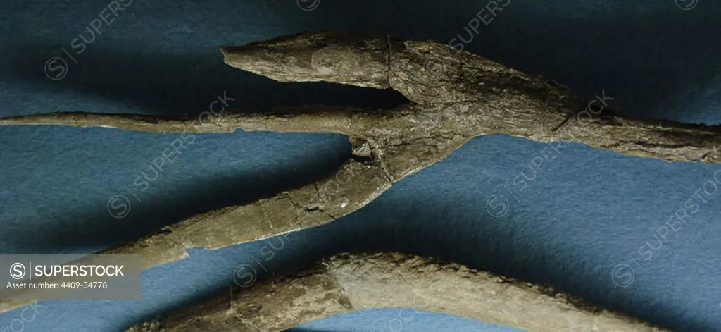 GASTRALIA Dermal bones of the ventral wall of a Plesiosaurus. Geology Museum. Rapid City State of South Dakota. U.S.