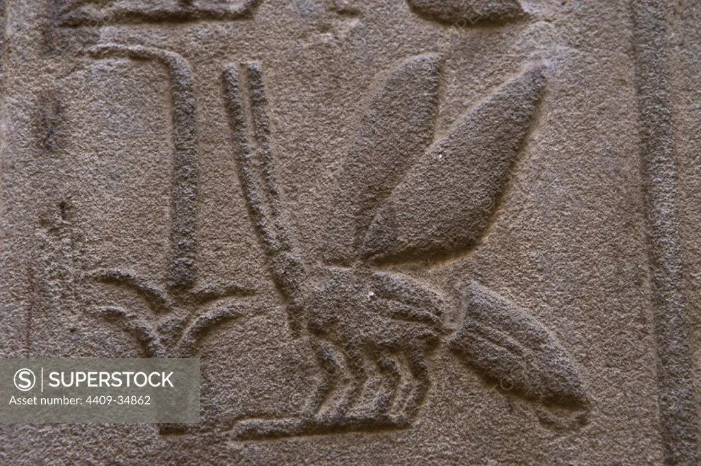 Hieroglyphic writing. Relief. New Empire. Temple of Luxor. Egypt.