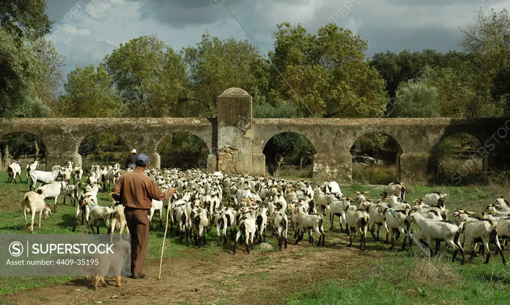 Herder, goats and roman aqueduct. Valverde, near Evora. Portugal.