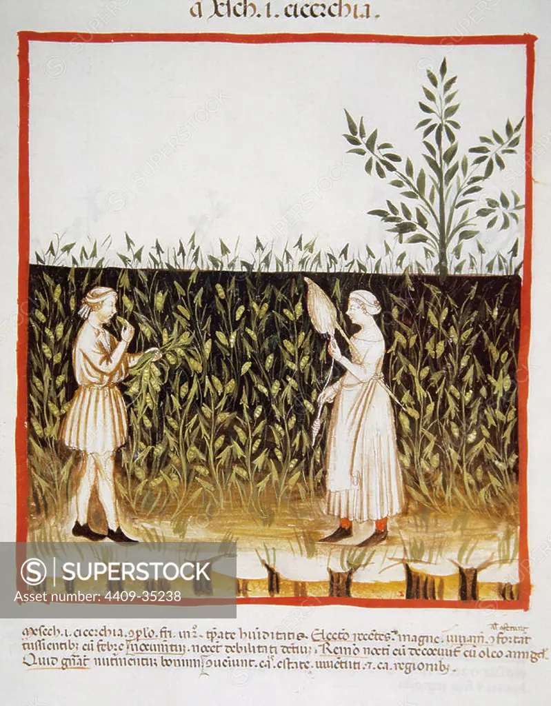 Tacuinum Sanitatis. Medieval Health Handbook, dated before 1400, based on observations of medical order detailing the most important aspects of food, beverages and clothing. Farmers in a plantation of vetch. Miniature. Folio 50r.