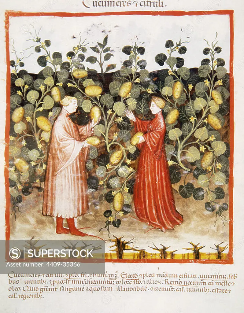 Tacuinum Sanitatis. Medieval Health Handbook, dated before 1400, based on observations of medical order detailing the most important aspects of food, beverages and clothing. Farmers harvesting cucumbers. Miniature. Folio 23v.