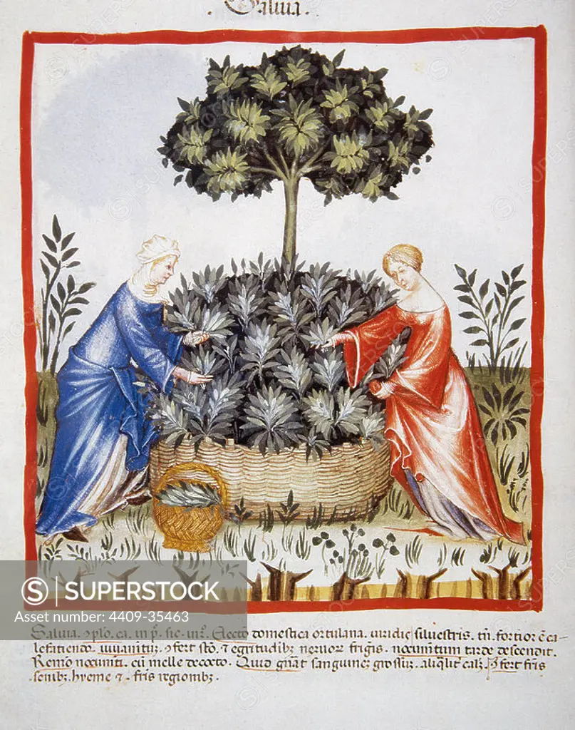 Tacuinum Sanitatis. Medieval Health Handbook, dated before 1400, based on observations of medical order detailing the most important aspects of food, beverages and clothing. Women picking salvia. Miniature. Folio 37v.