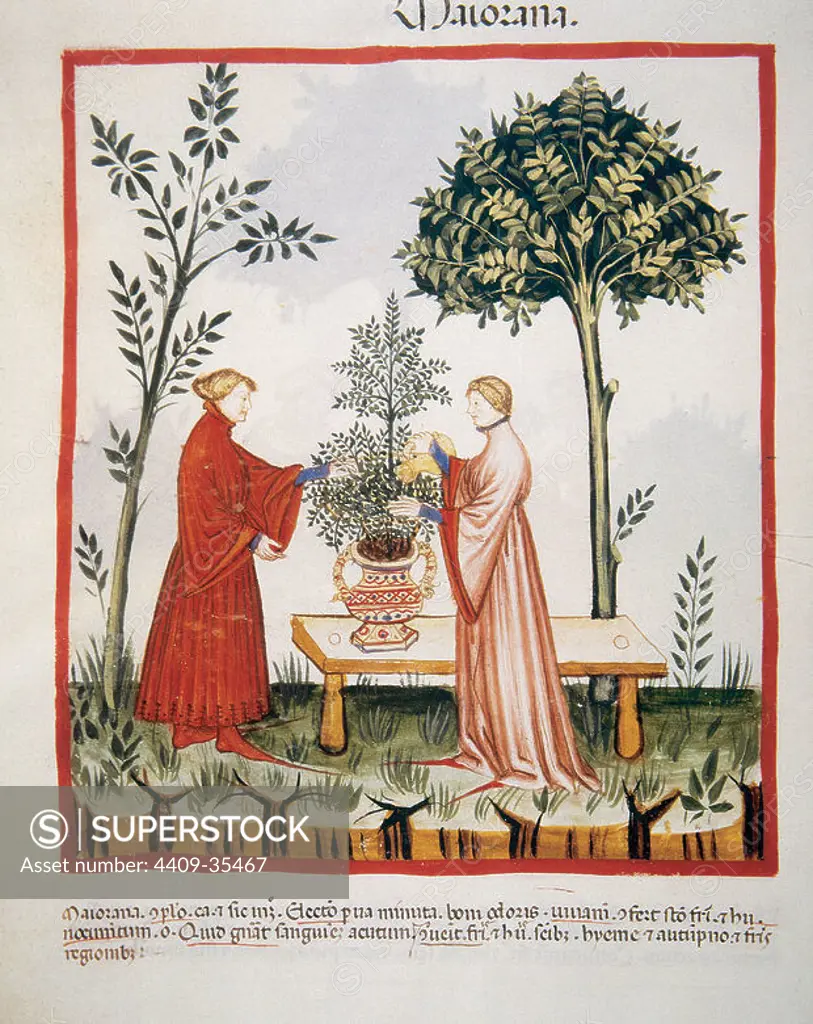 Tacuinum Sanitatis. Medieval Health Handbook, dated before 1400, based on observations of medical order detailing the most important aspects of food, beverages and clothing. Watering a marjoram plant. Miniature. Fol. 33v.