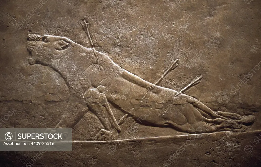 Assyrian relief sculpture panel from the lion hunt showing a dying lion. From Nineveh North Palace, Iraq, 668-627 B.C. British Museum. London.