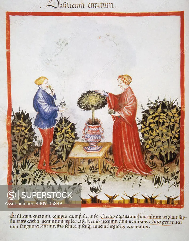 Tacuinum Sanitatis. Medieval Health Handbook, dated before 1400, based on observations of medical order detailing the most important aspects of food, beverages and clothing. Marriage picking a variety of basil (Basilicum curatum). Miniature. Folio 39v.