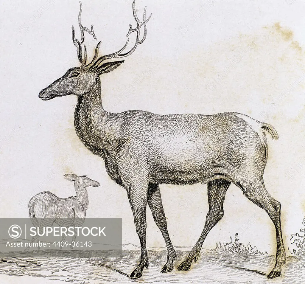 Elk. Artiodactyl mammal deer. He lives in North America and parts of central and eastern Asia. Engraving 1841.