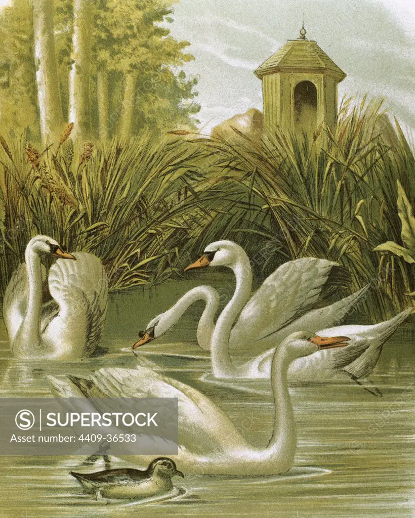 White swan. Nineteenth century engraving.