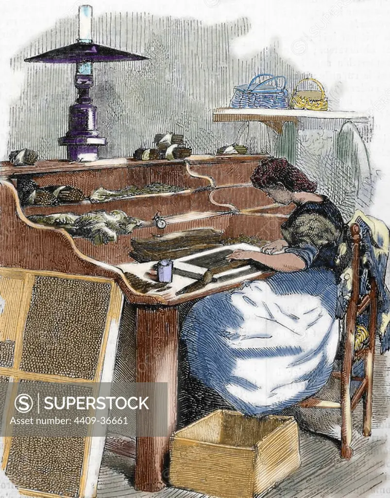 The snuff industry. Woman rolling cigars. France. Engraving,1885. Colored.