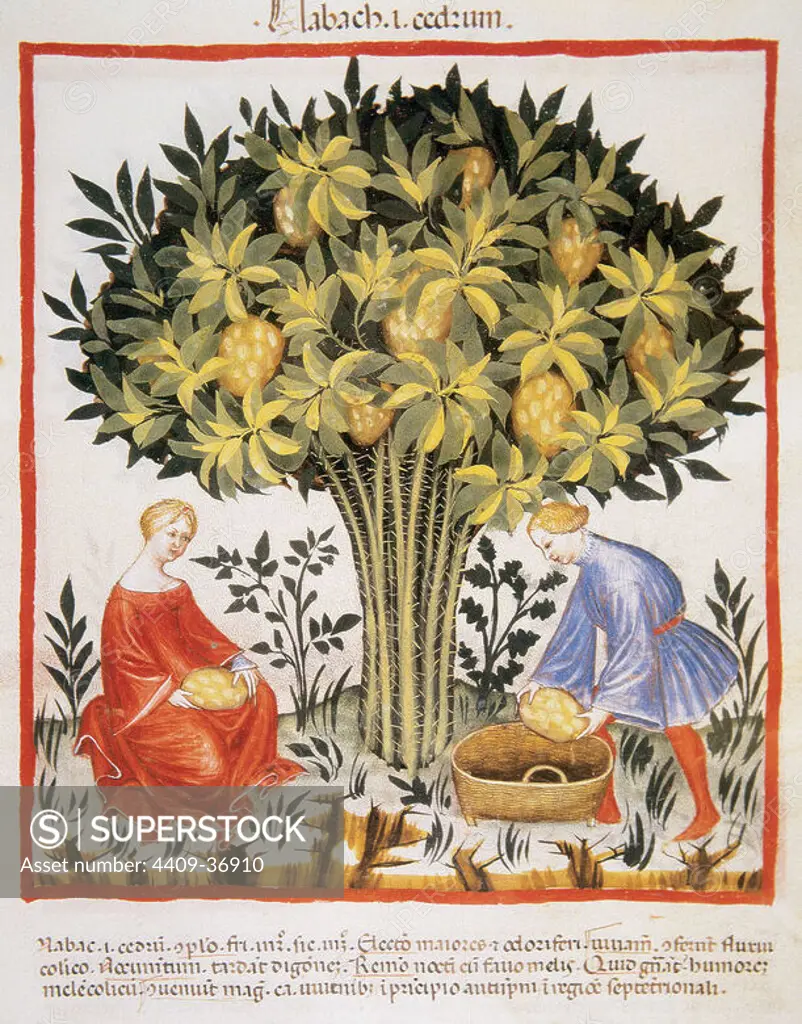 Tacuinum Sanitatis. Medieval Health Handbook, dated before 1400, based on observations of medical order detailing the most important aspects of food, beverages and clothing. Picking citron. Miniature. Fol. 11r.