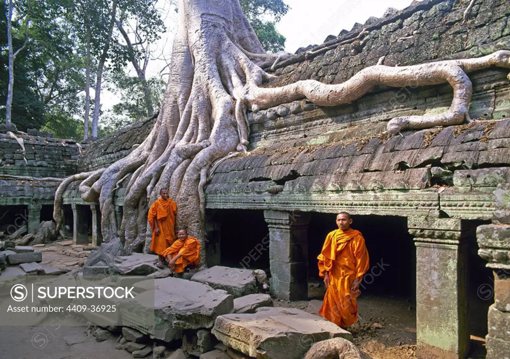 MONJES BUDISTAS entre las ruinas del TEMPLO DE TA PROHM (s. XII), cubierto por las raíces de los árboles de la selva camboyana. Forma parte de un conjunto de templos erigidos entre los siglos IX y XIII. TEMPLOS DE ANGKOR (Patrimonio de la Humanidad). Provincia de Siem Reap. Camboya.