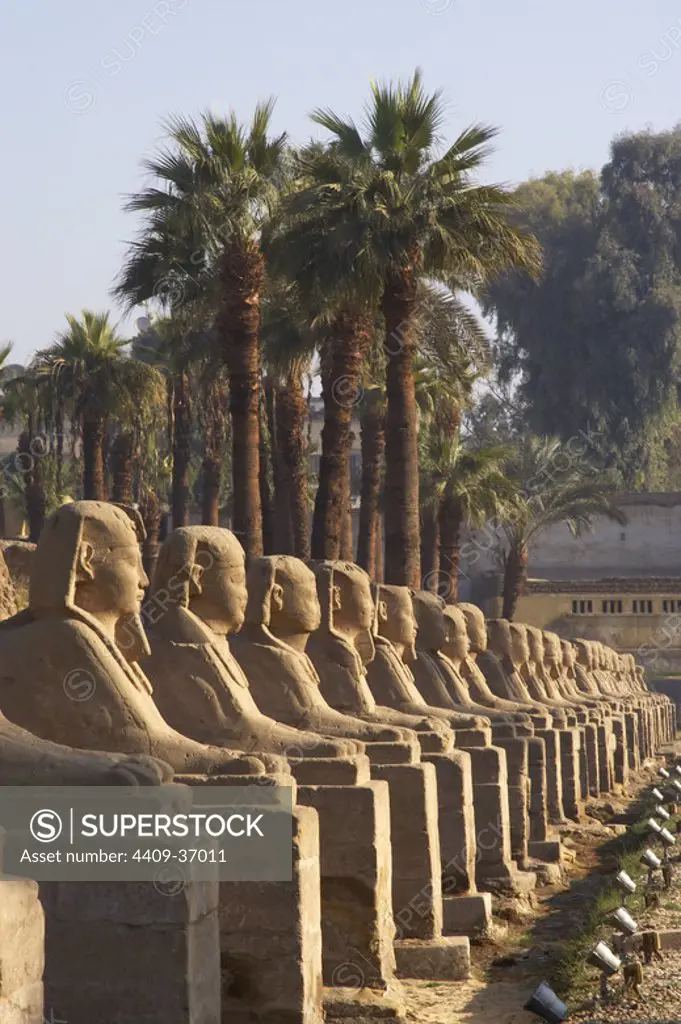 EGYPT. TEMPLE OF LUXOR. Sphinxes Avenue. New Kingdom. Ancient Thebes.