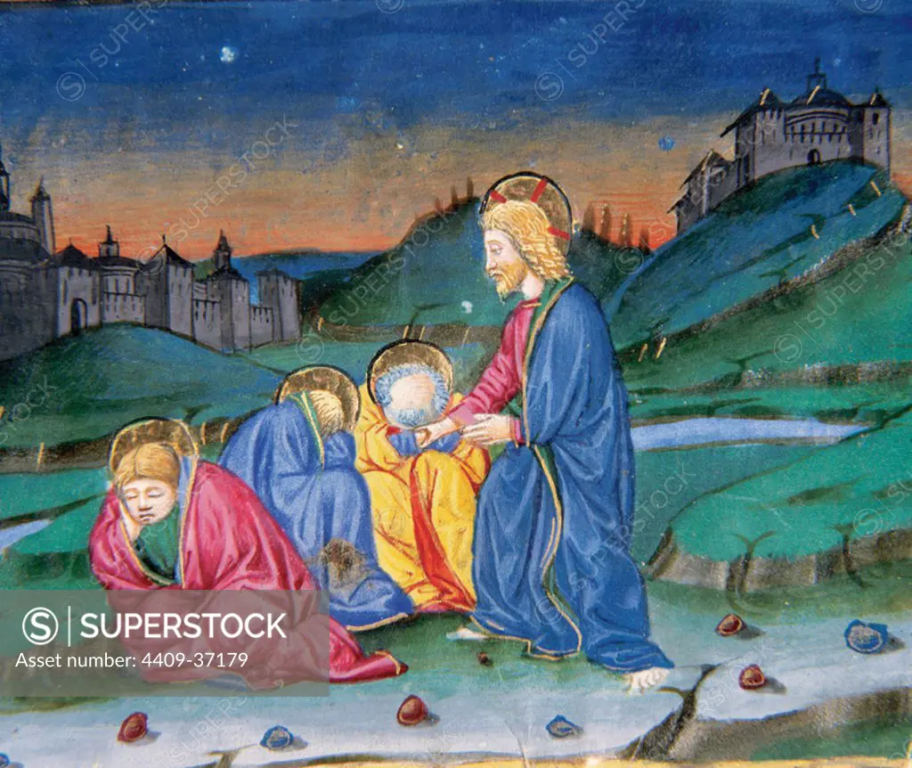 After praying in the Mount of Olives, Jesus comes back with his disciples and they were sleeping. Codex of Predis (1476). Royal Library. Turin. Italy.