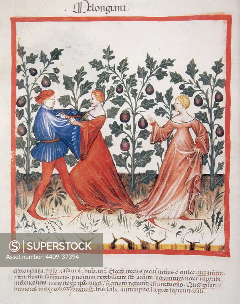 Tacuinum Sanitatis. Medieval Health Handbook, dated before 1400, based on observations of medical order detailing the most important aspects of food, beverages and clothing. Man attacking a woman in a field of aubergine. Miniature, Fol. 31v.