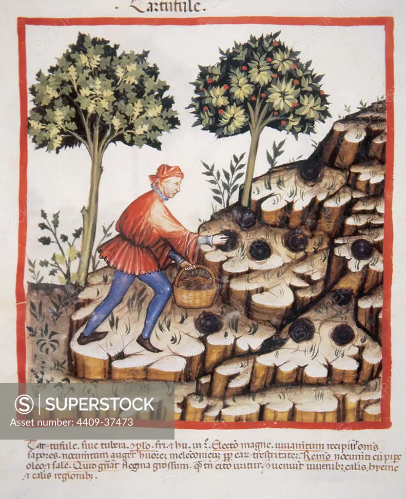 Tacuinum Sanitatis. Medieval Health Handbook, dated before 1400, based on observations of medical order detailing the most important aspects of food, beverages and clothing. Picking truffles. Miniature. Fol. 28v.