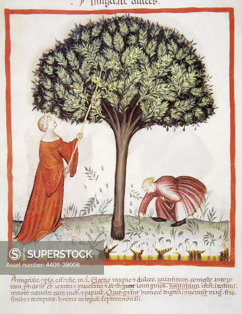 Tacuinum Sanitatis. Medieval Health Handbook, dated before 1400, based on observations of medical order detailing the most important aspects of food, beverages and clothing. Farmers harvesting almonds. Miniature. Folio 18v.