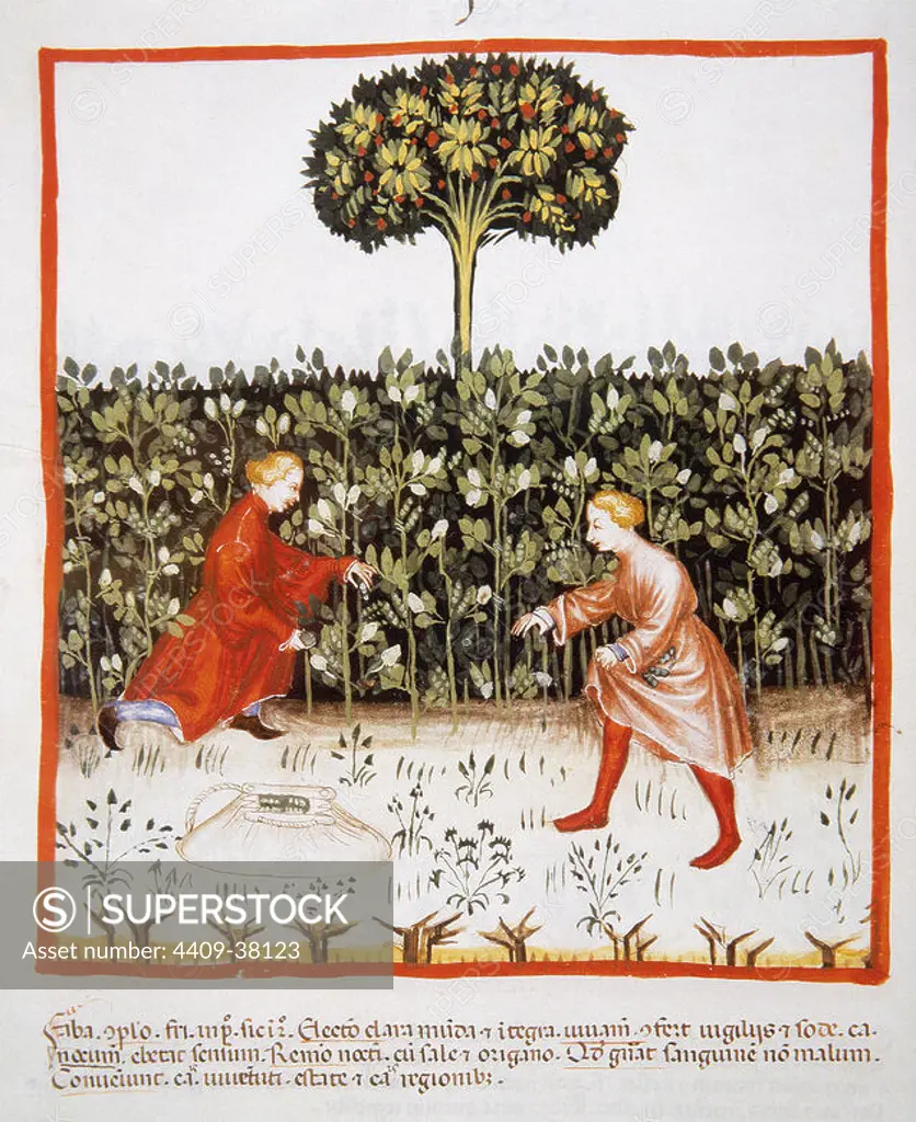 Tacuinum Sanitatis. Medieval Health Handbook, dated before 1400, based on observations of medical order detailing the most important aspects of food, beverages and clothing. Farmers gathering beans. Miniature. Folio 49v.