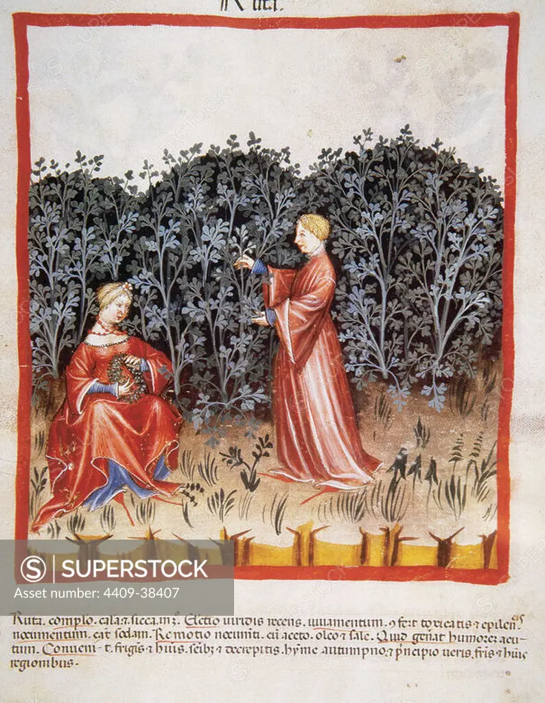 Tacuinum Sanitatis. Medieval Health Handbook, dated before 1400, based on observations of medical order detailing the most important aspects of food, beverages and clothing. Women making a crown with rue leaves. Miniature. Fol. 35r.