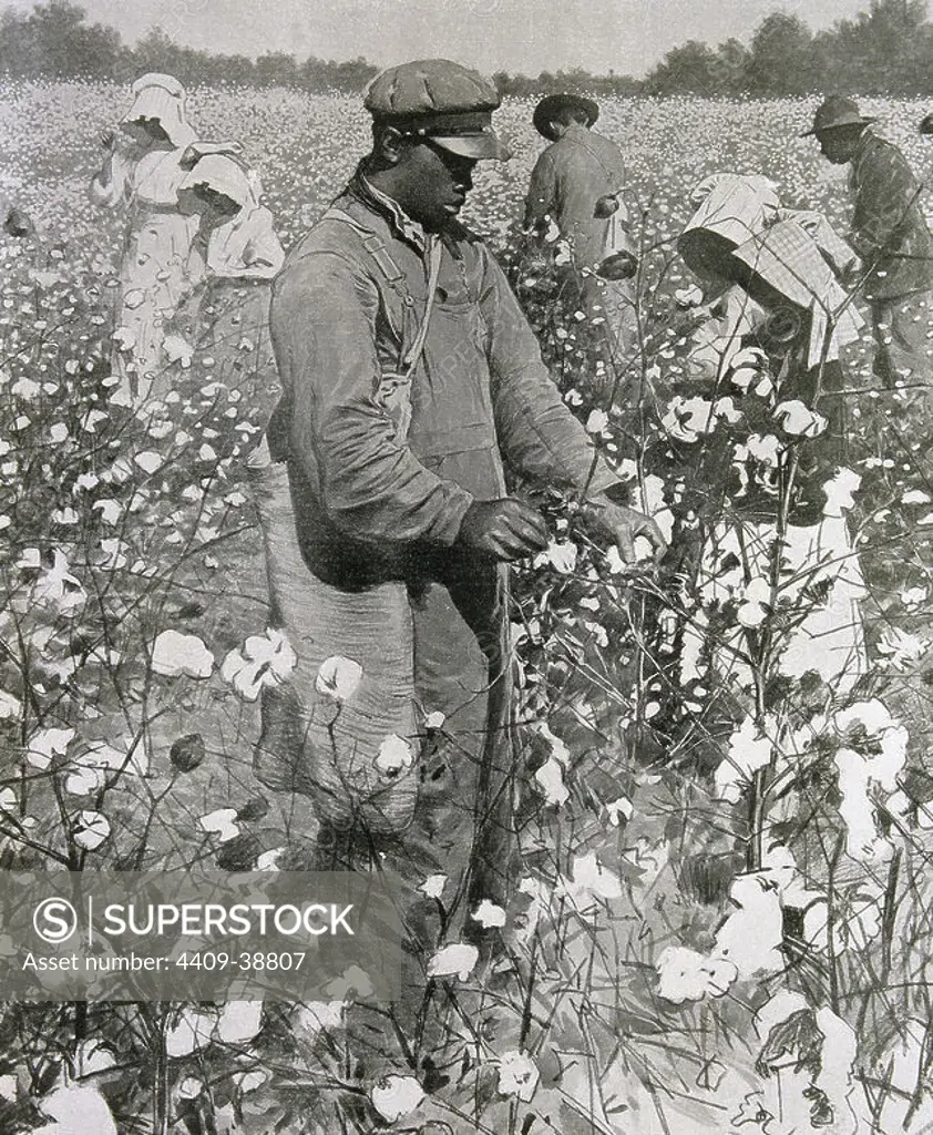 United States. Slaves picking cotton. Engraving 1878.