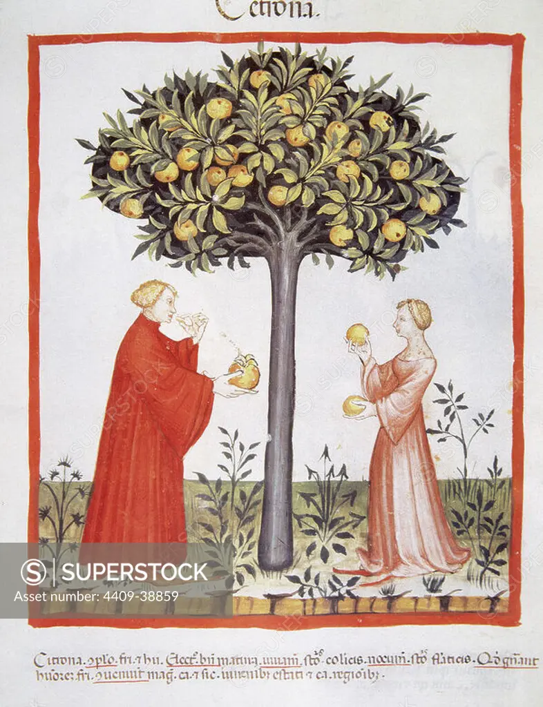 Tacuinum Sanitatis. Medieval Health Handbook, dated before 1400, based on observations of medical order detailing the most important aspects of food, beverages and clothing. Farmers harvesting bitter oranges. Miniature. Folio 20r.