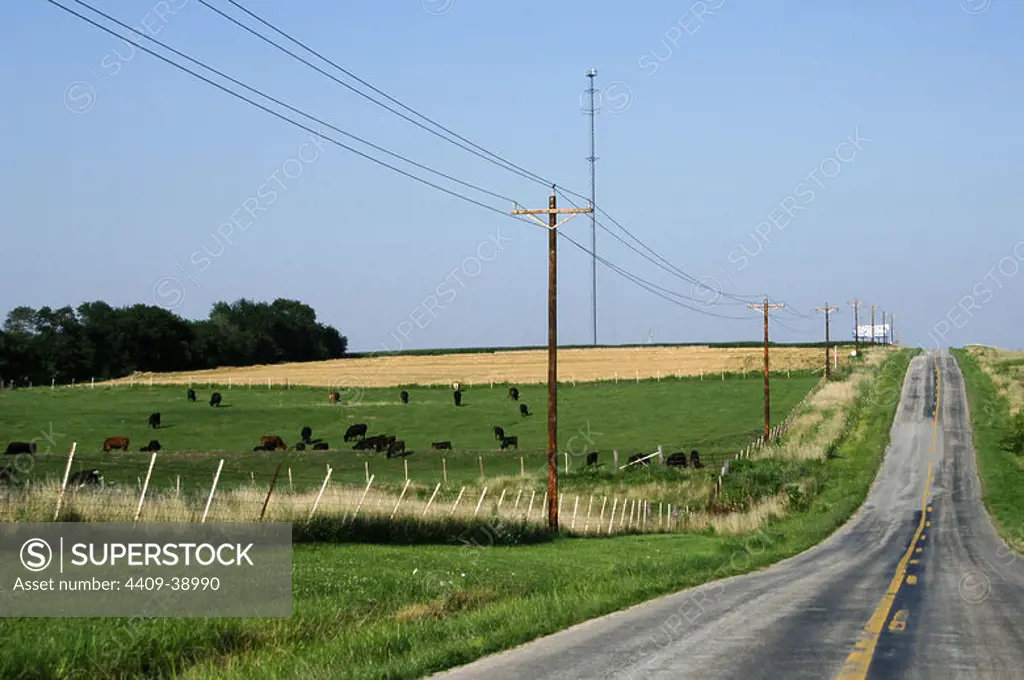 Cows grazing in a meadow by a roadside. State of Missouri, United States.