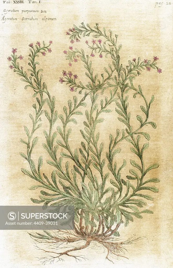Ageratum. Seventeenth-century engraving in "Bibliotheca Pharmaceutica-Medica" by J. Jacobi Mangeti. Published in Genoa. Italy. Colored engraving.