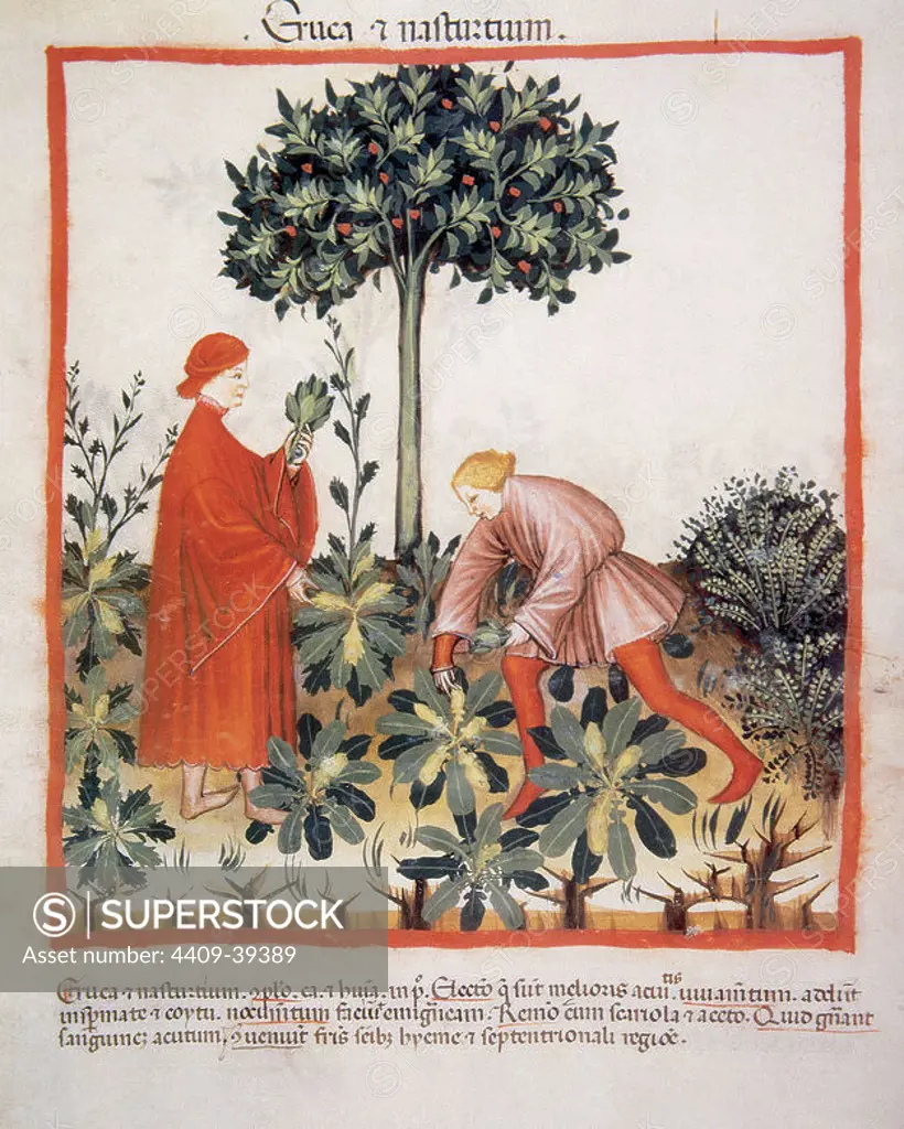 Tacuinum Sanitatis. Medieval Health Handbook, dated before 1400, based on observations of medical order detailing the most important aspects of food, beverages and clothing. Picking watercress. Miniature. Fol. 30v.