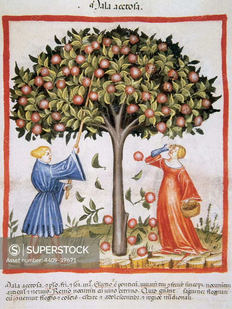 Tacuinum Sanitatis. Medieval Health Handbook, dated before 1400, based on observations of medical order detailing the most important aspects of food, beverages and clothing. Picking tart apples. Miniature. Fol 9r.