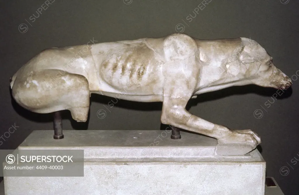 ARTE GRIEGO. EPOCA ARCAICA. GRECIA. PERRO. Escultura en mármol. Obra atribuída a Brauroneion fechada entre los años 530 y 520 a. C. Museo de la Acrópolis. ATENAS.