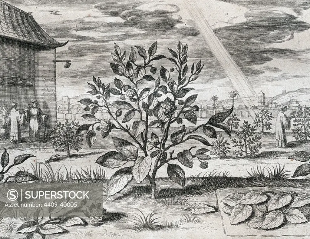 Athanasius Kircher (1601/1602Ð1680) (sometimes erroneously spelled Kirchner). German Jesuit scholar. China Monumentis, qua sacris qua profanis, 1667. Tea Plant.