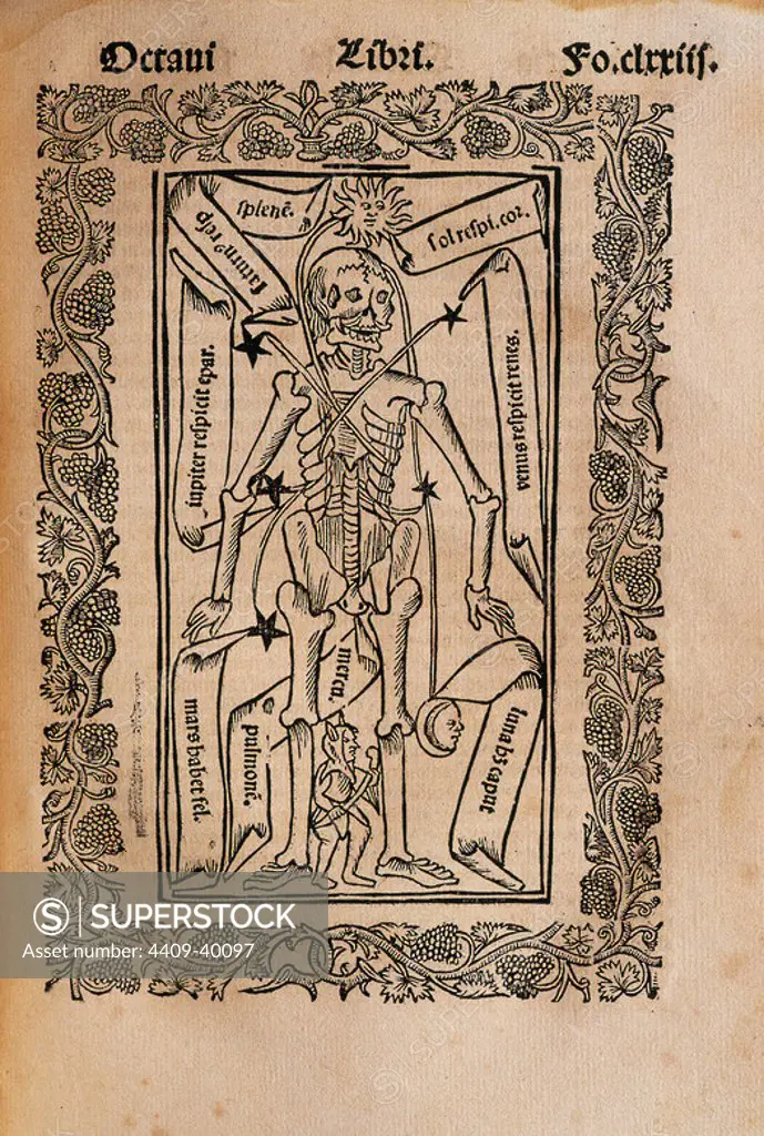 Ramon Llull (1235-1316). Spanish writer and philosopher. Practica Compendiosa Artis Raymundi Lulli, 1523. Book 8. Medicine subject. Description of the human skeleton.