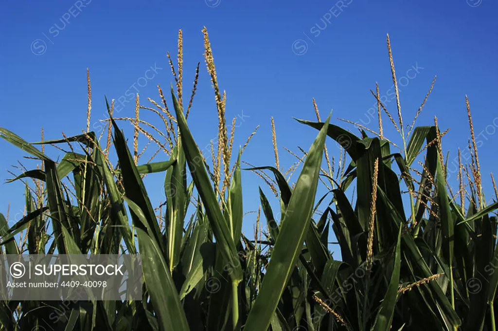 Corn growing field. Detail. State of Missouri, United States.