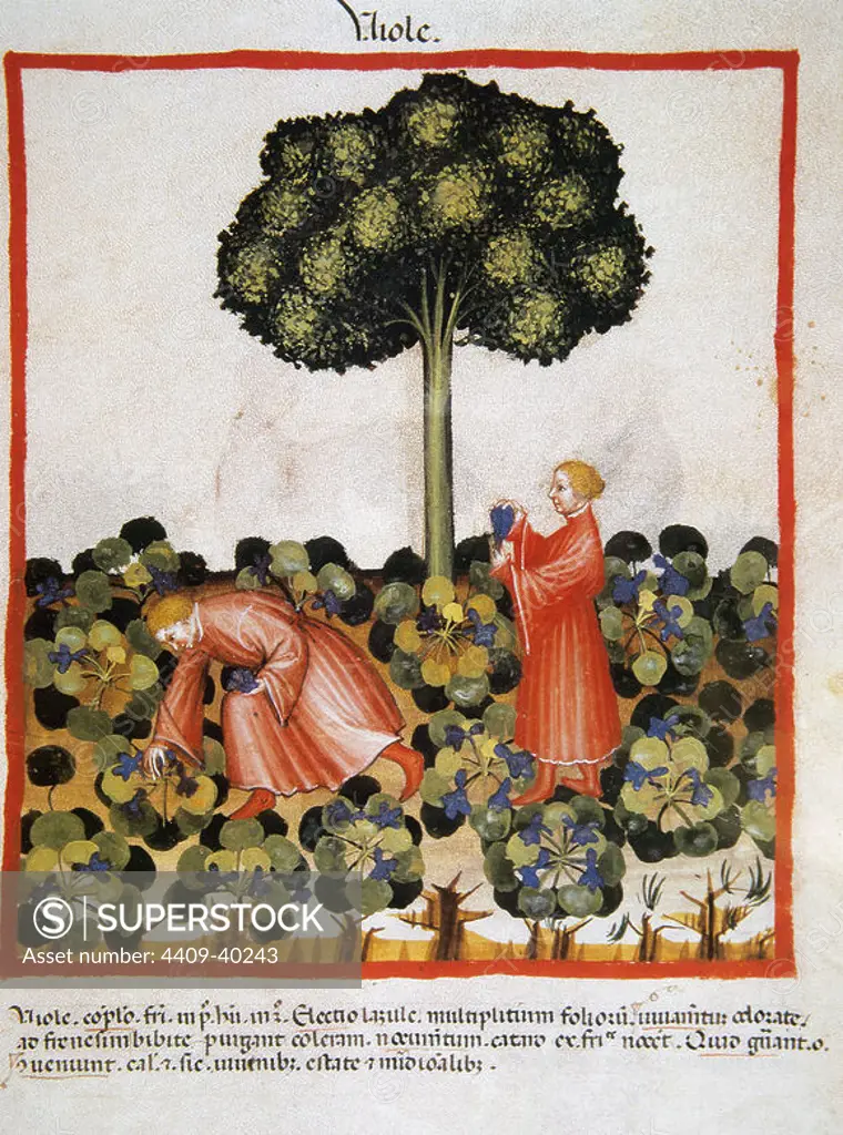 Tacuinum Sanitatis. Medieval Health Handbook, dated before 1400, based on observations of medical order detailing the most important aspects of food, beverages and clothing. Picking violets. Miniature. Folio 39v.
