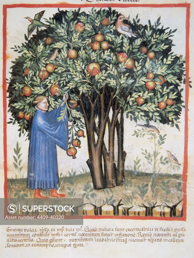 Tacuinum Sanitatis. Medieval Health Handbook, dated before 1400, based on observations of medical order detailing the most important aspects of food, beverages and clothing. Picking sweet pomegranate. Miniature. Fol. 7r.