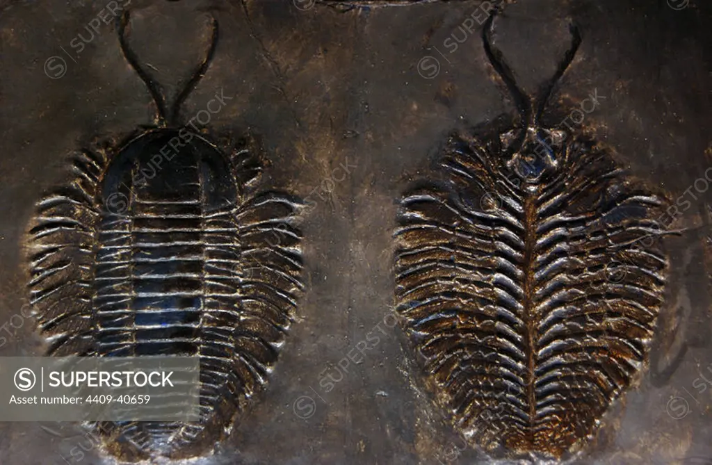 Reconstruction of a TRILOBITES: TRIARTHRUS BECKI, of the UPPER ORDOVICIAN PERIOD. Geology Museum. Rapid City State of South Dakota. U.S.