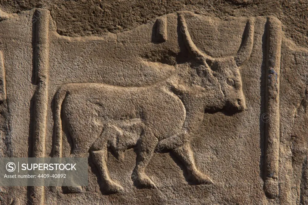 Hieroglyphic writing. EGYPT. Detail of a wall of the first court of Ramses II decorated with a drawing hieroglyph shaped like a bull. TEMPLE OF LUXOR. Dynasty XIX. (1320-1200 B.C.). New Empire.