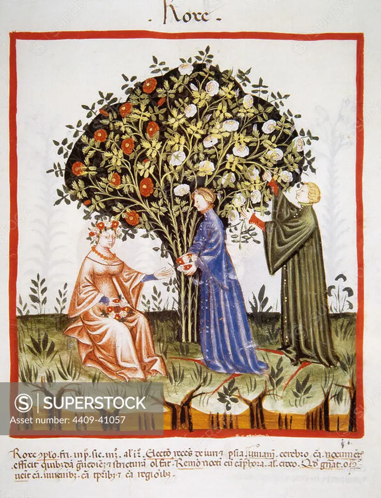 Tacuinum Sanitatis. Medieval Health Handbook, dated before 1400, based on observations of medical order detailing the most important aspects of food, beverages and clothing. Women picking roses from a rosebush. Miniature. Folio 38r.