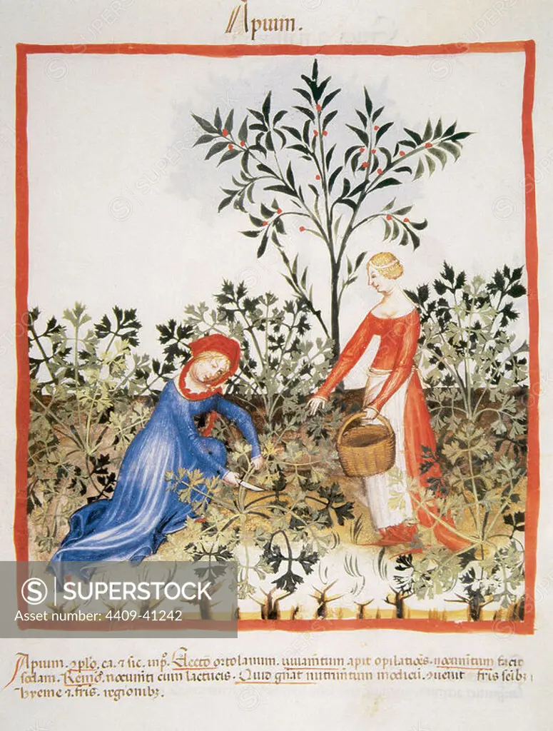 Tacuinum Sanitatis. Medieval Health Handbook, dated before 1400, based on observations of medical order detailing the most important aspects of food, beverages and clothing. Women picking celery. Miniature. Fol. 30r.