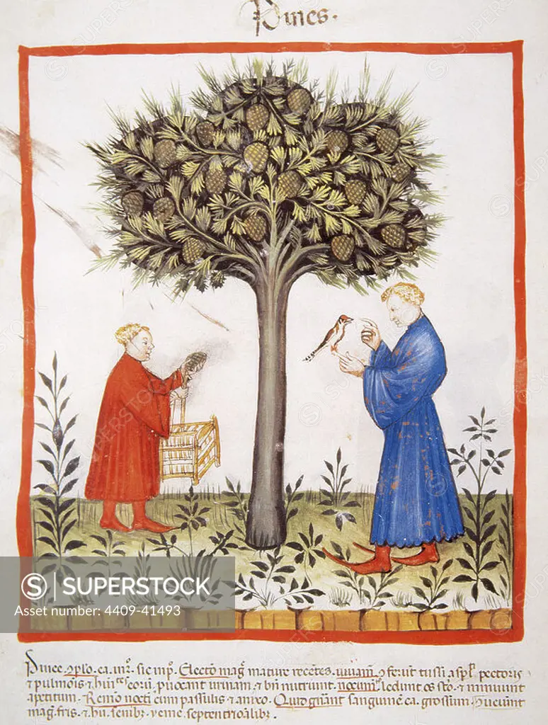 Tacuinum Sanitatis. Medieval Health Handbook, dated before 1400, based on observations of medical order detailing the most important aspects of food, beverages and clothing. Farmers harvesting pineapples. Miniature. Folio 19v.