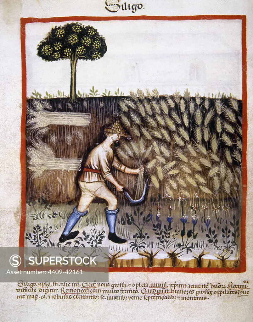 Tacuinum Sanitatis. 14th century. Medieval handbook of health. Peasant mowing a field of wheat with a sickle. Miniature. Folio 46v.