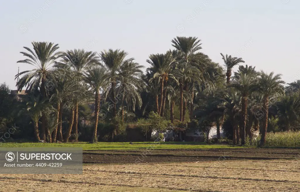 Egypt. Luxor. Agricultural area. First, date palms.