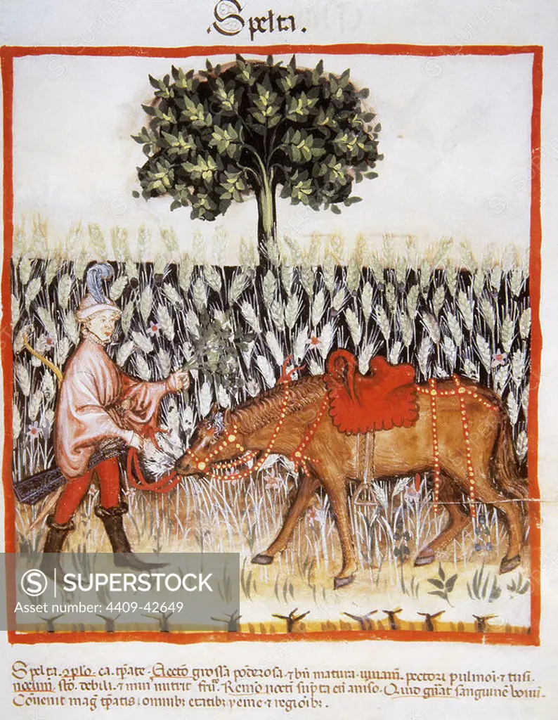 Tacuinum Sanitatis. Medieval Health Handbook, dated before 1400, based on observations of medical order detailing the most important aspects of food, beverages and clothing. Man with horse in a field of spelt. Miniature. Folio 47r.