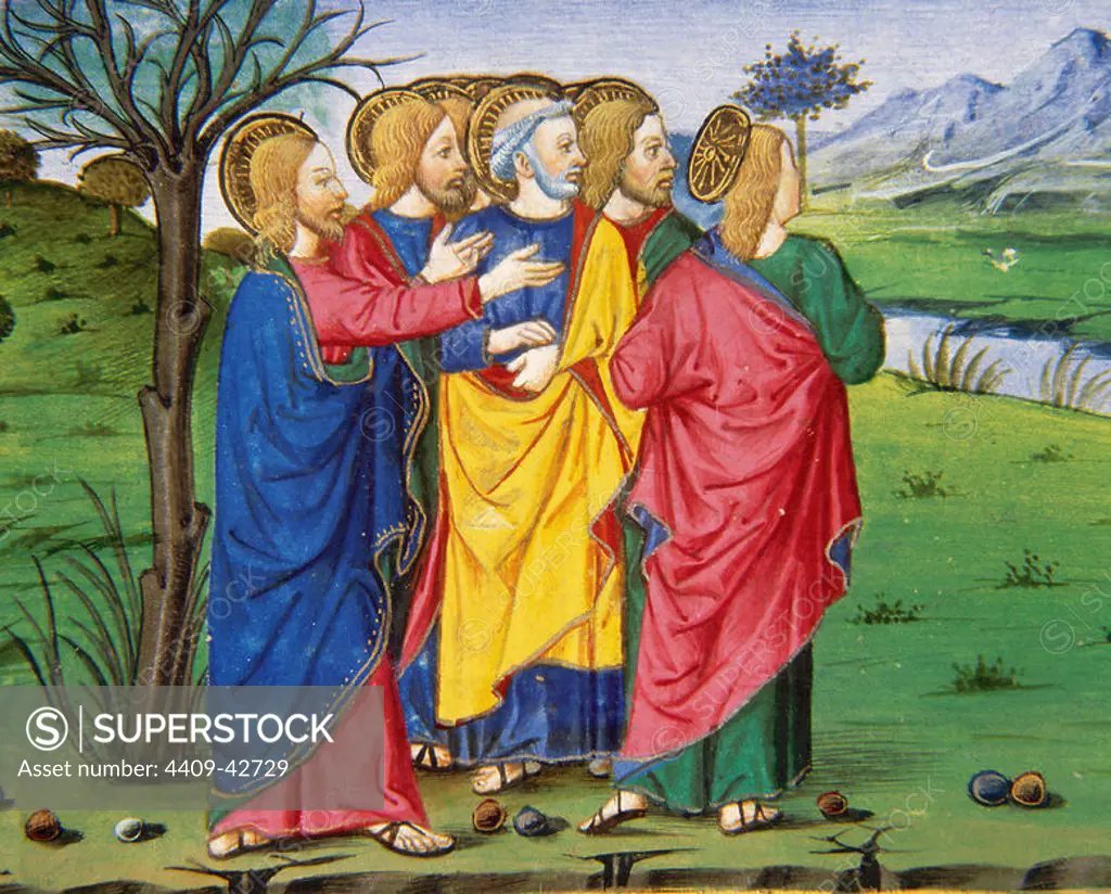 Jesus and his disciples, going along the barren fig tree. Codex of Predis (1476). Royal Library. Turin. Italy.