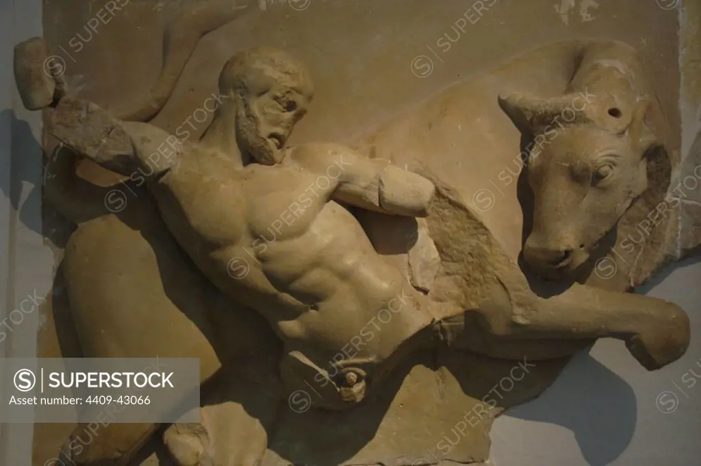 Greek Art. 5th century BCE. The twelve labors of Hercules. Seventh job: Hercales capturing the Cretan Bull. Copy of the fourth metope at the Temple of Zeus in the Sanctuary of Olympia. Sculpted in marble of Paros. Dated in 460 BCE Archaeological Museum of Olympia. Greece.