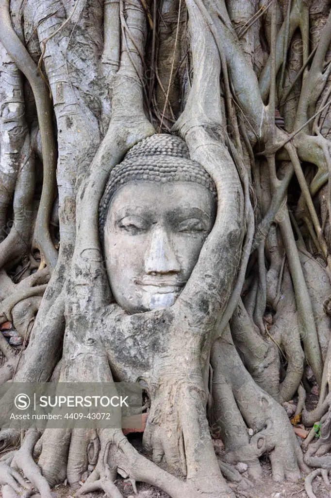 CABEZA de una ESTATUA DE BUDA cubierta por las raíces de un árbol en el TEMPLO DE WAT MAHATHAT. AYUTTHAYA (Patrimonio de la Humanidad). Tailandia.