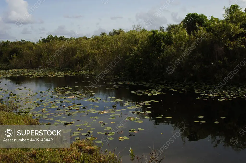 ESTADOS UNIDOS. PARQUE NACIONAL DE LOS EVERGLADES (Everglades National Park), declarado Patrimonio de la Humanidad en 1979. Vista del paisaje. Estado de Florida.