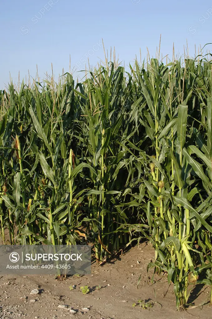 Corn growing field. State of Missouri, United States.
