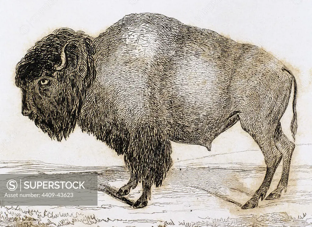 Bison. Engraving, 1841.