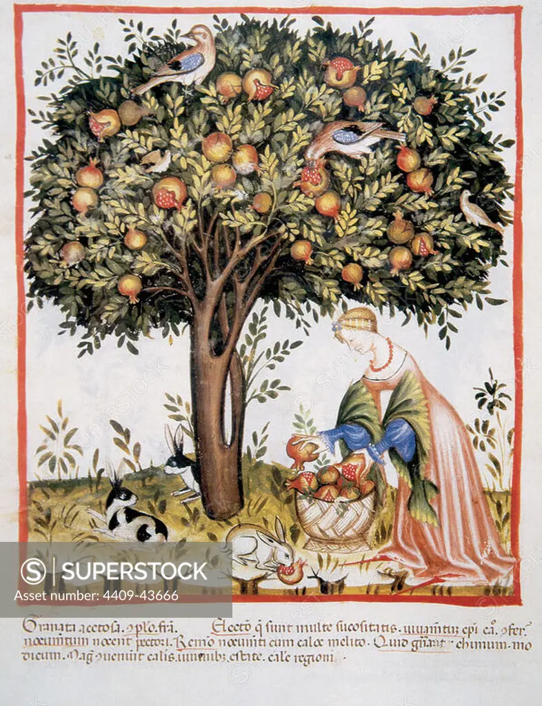 Tacuinum Sanitatis. Medieval Health Handbook, dated before 1400, based on observations of medical order detailing the most important aspects of food, beverages and clothing. Picking bitter pomegranate. Miniature. Fol 7v.